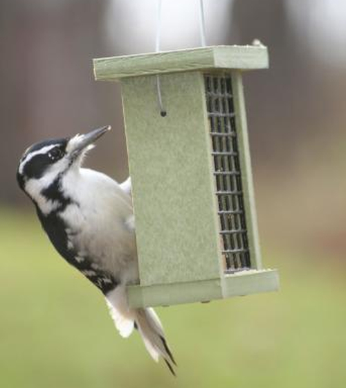 Green Solutions Recycled Single Suet Feeder 2/Pack